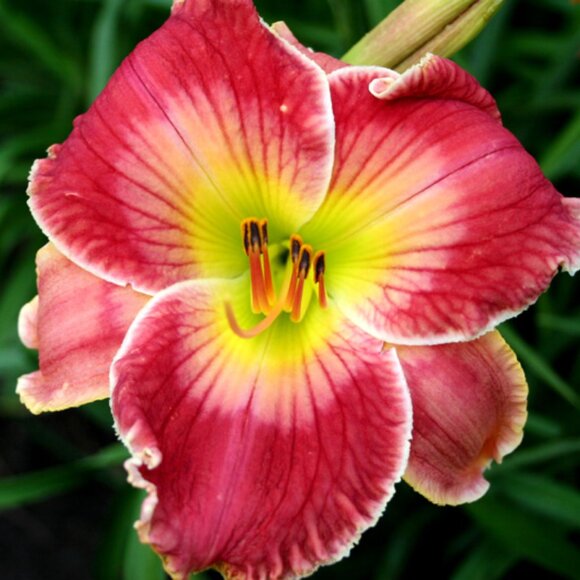 Meet your Posher, Carla - Picture 2 of 2